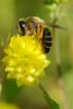 234646 – Photo : Olivier Pouvreau – France (86)